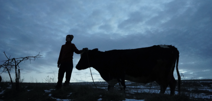 Український фільм “Війна очима тварин” вийде в кінопрокат в Америці